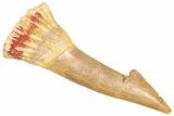Fossil Sawfish (Onchopristis) Rostral Barb - Morocco #366693-1